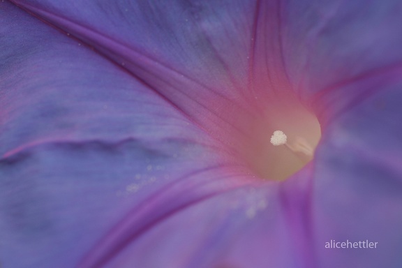 Blaue Prunkwinde (Ipomoea nil)